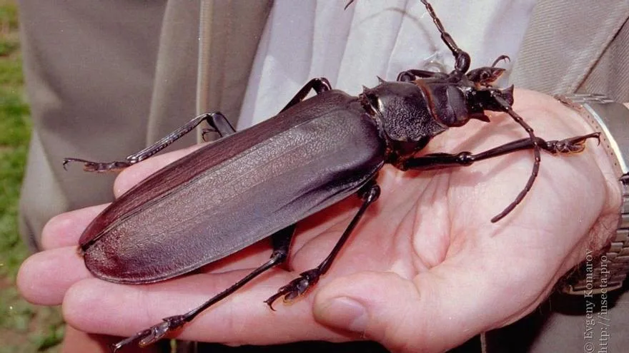 Los insectos más grandes del planeta superan el palmo de longitud