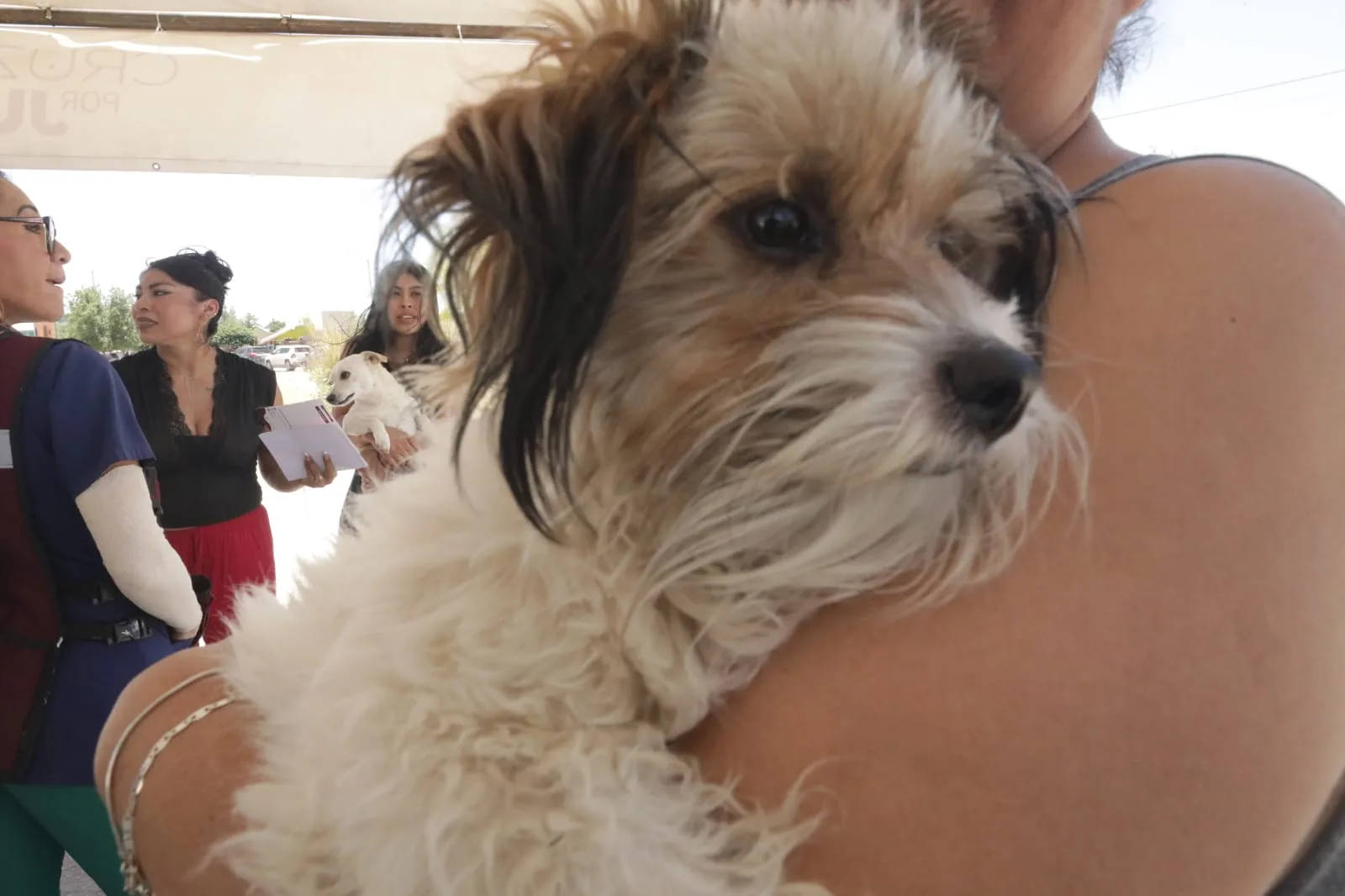 Autoridades llaman a proteger a mascotas ante altas temperaturas en Ciudad Juárez