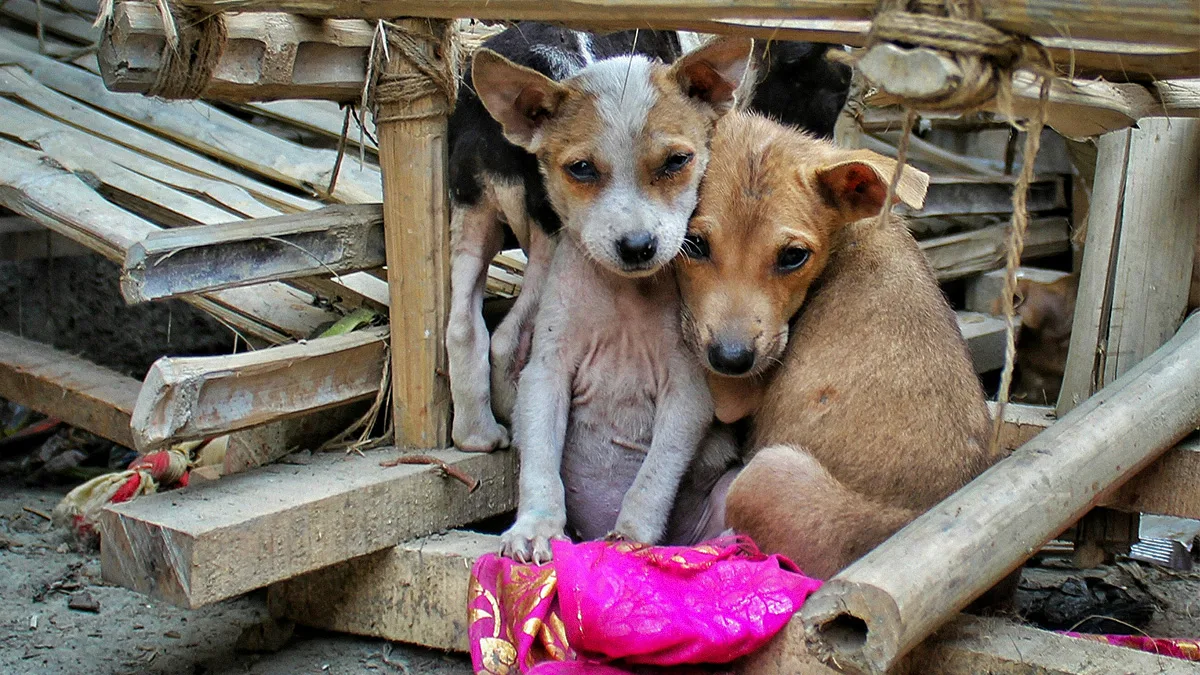 Campaña en Edomex ofrece atención veterinaria gratuita para perros y gatos en situación de calle