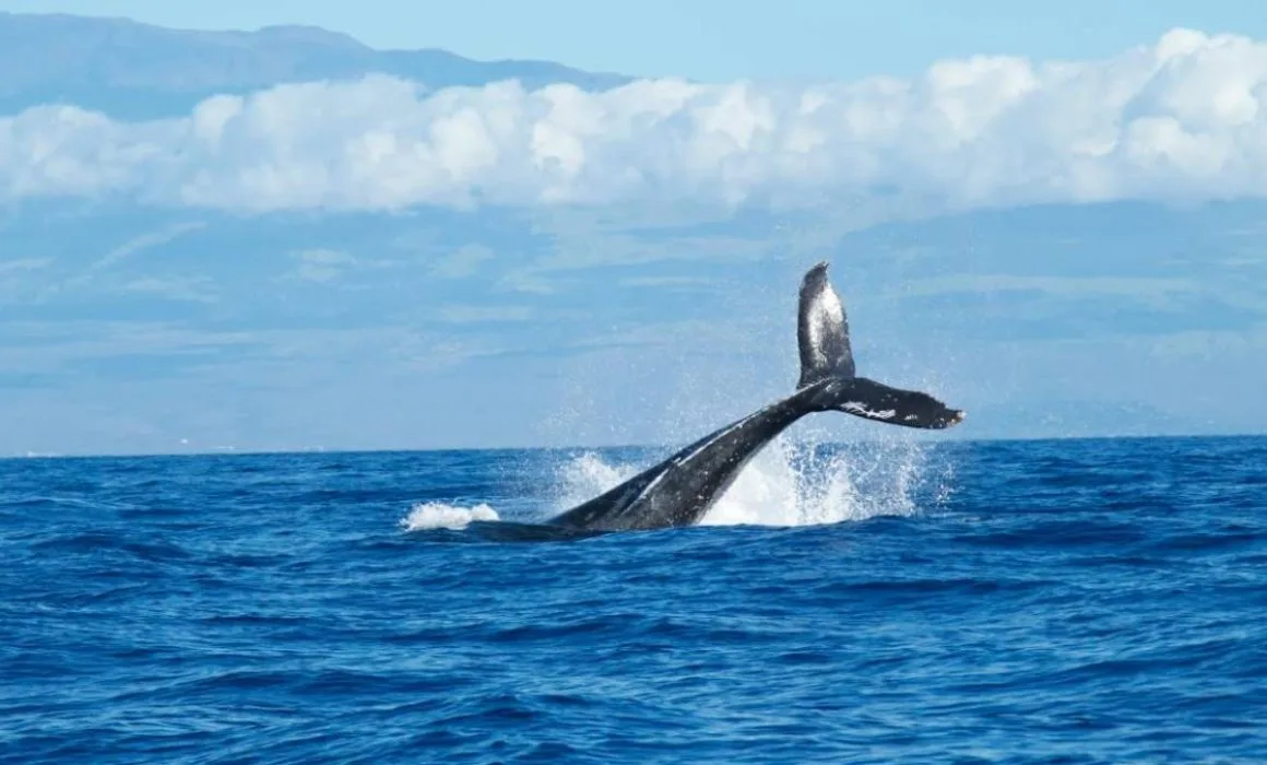 Científicos descubren nueva ruta migratoria de ballenas jorobadas entre Patagonia y Antártida