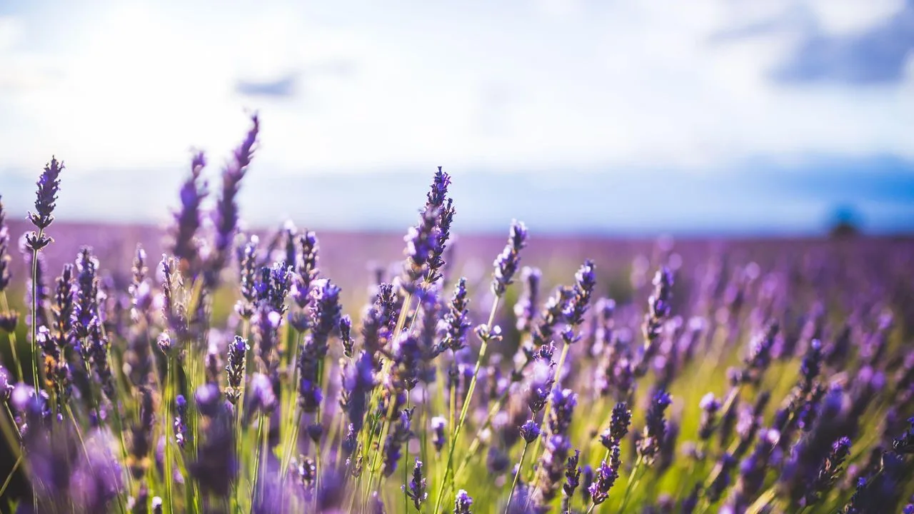 Comienzan a venderse las entradas para el Festival de la Lavanda en Brihuega