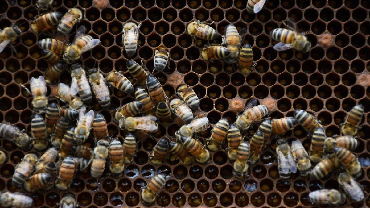 Cómo actuar frente a un ataque de enjambre de abejas para proteger la salud