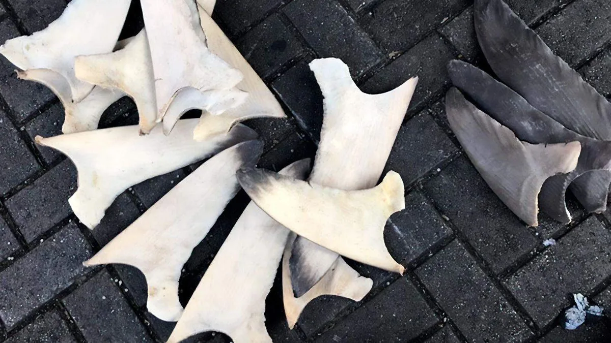 Condenan a prisión y multa millonaria por tráfico ilegal de aletas de tiburón en Colima