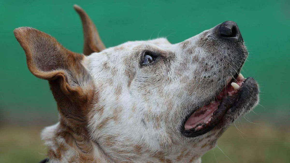 Confirmado segundo caso de gusano barrenador en perros de la Ciudad de México