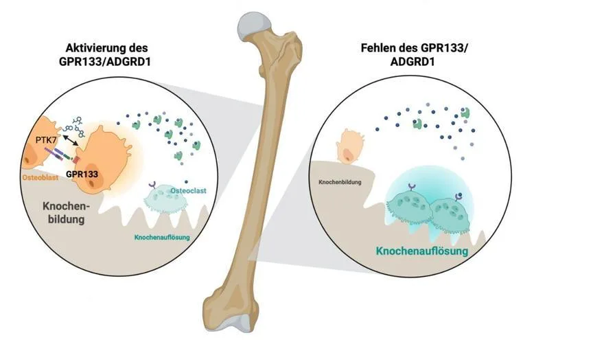 Descubren un mecanismo clave para revertir la osteoporosis en investigación alemana