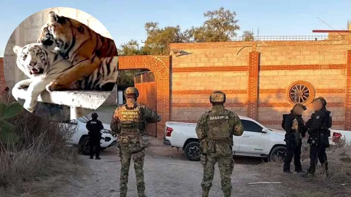 Desmantelan zoológico clandestino en Otumba con tigres, autos de lujo y armamento