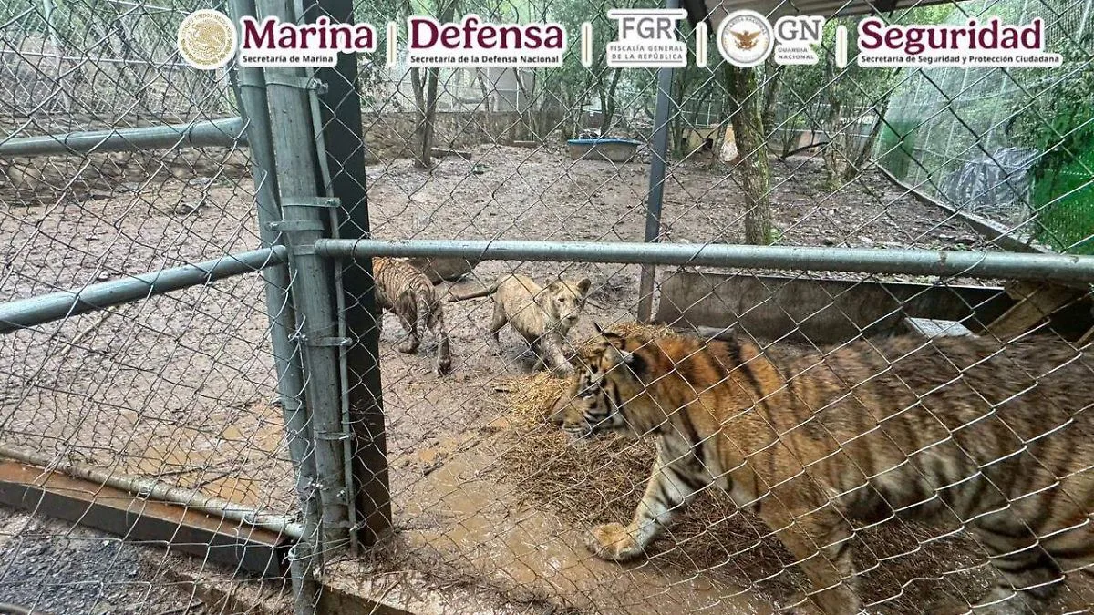 Detienen en Nuevo León al líder de una red vinculada al huachicol con armas y animales exóticos