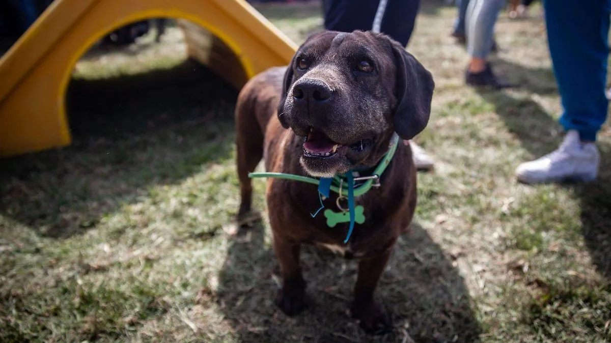 Diputados de CDMX autorizan acceso de mascotas a comercios en la ciudad