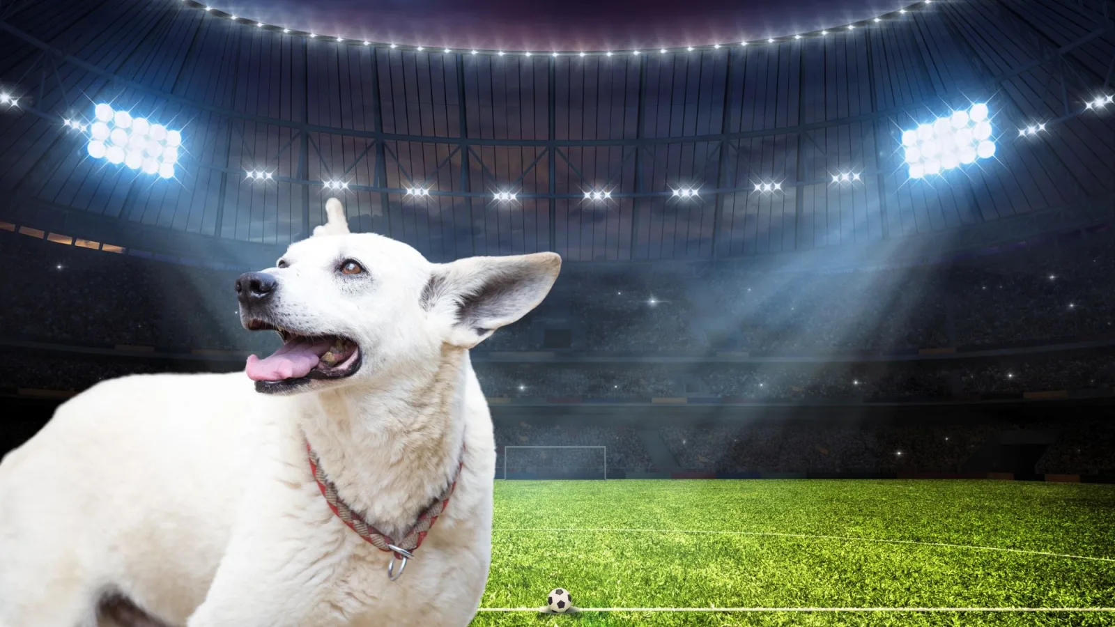 El México vs Serbia tendrá módulo de adopción de mascotas en el estadio