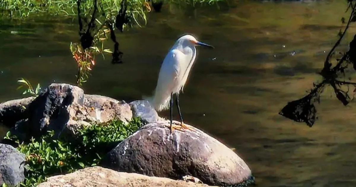 El microclima del río Cuautla, esencial para la supervivencia de las aves locales