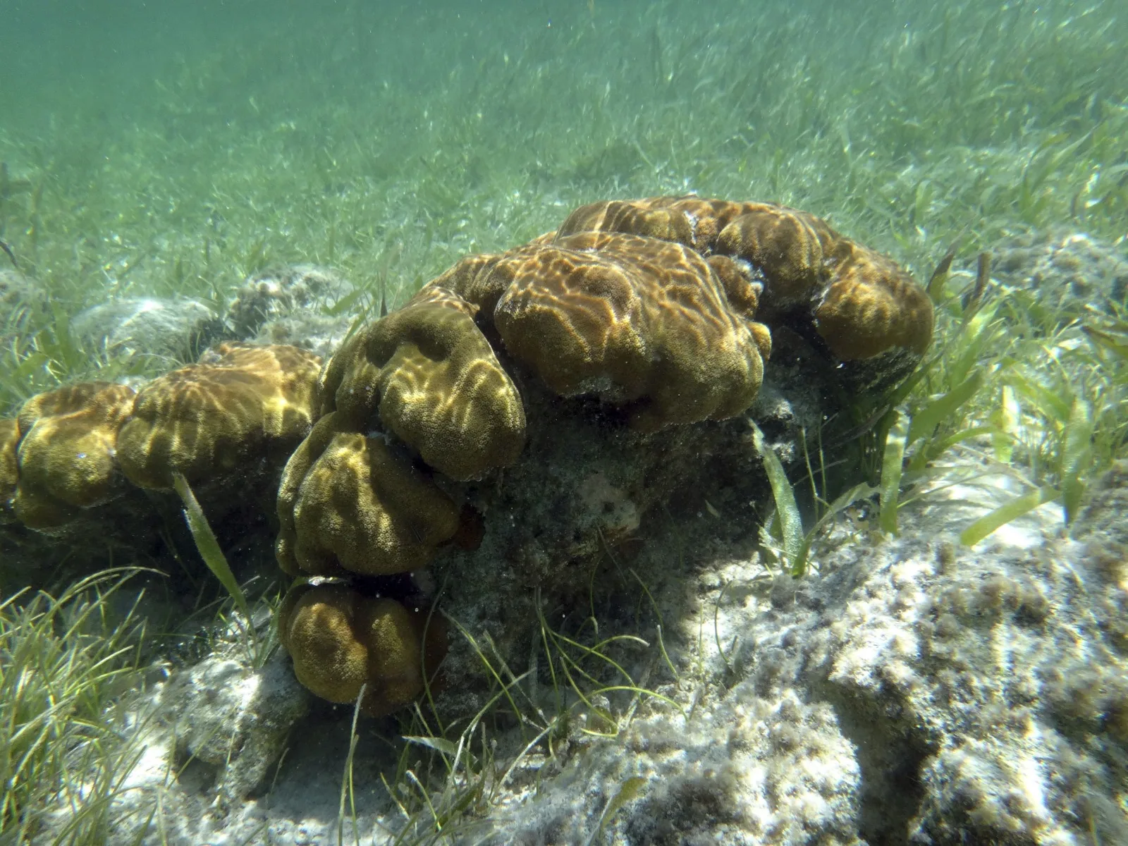 Gobierno insiste en proteger el equilibrio ecológico ante proyecto turístico en Mahahual
