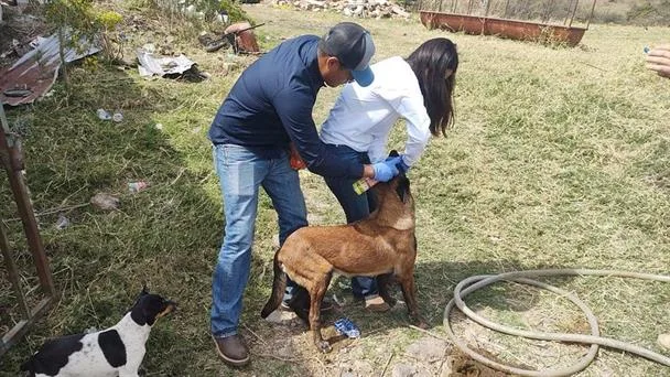 Gusano barrenador afecta a mascotas y humanos en varias regiones de México