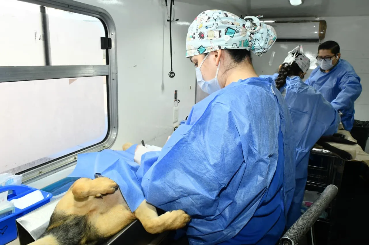 Hermosillo programa jornadas gratuitas de castración para perros y gatos en junio