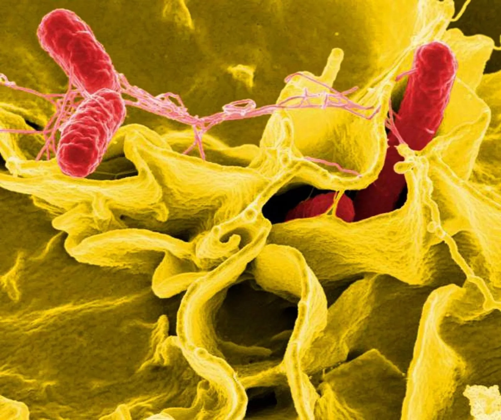 La AESAN alerta sobre salmonella en cuatro lotes de batido proteico vegano de 226ERS