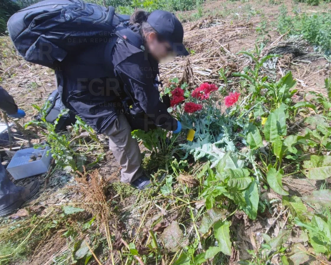 La FGR desmantela cultivos ilegales de amapola y marihuana en Atempan, Puebla
