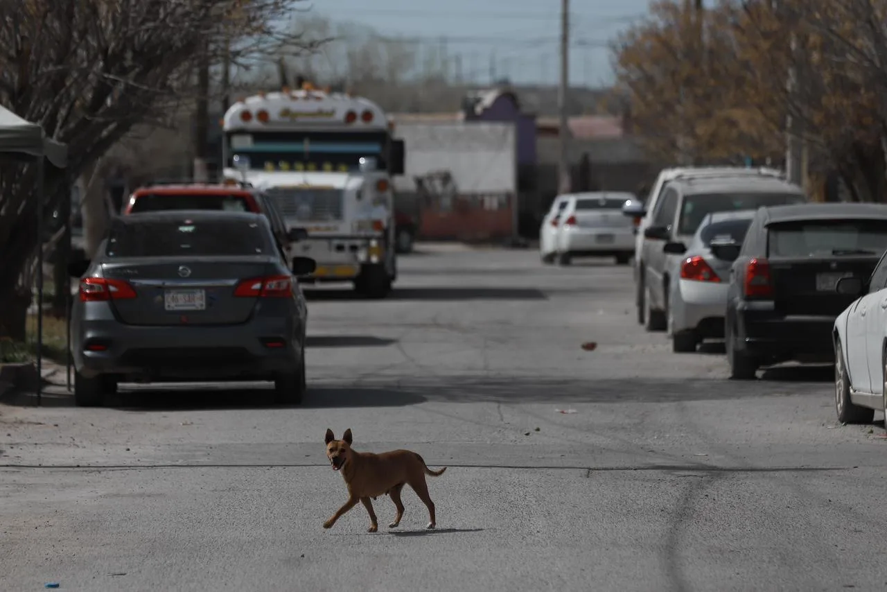 La rickettsiosis amenaza toda la ciudad: no hay zonas libres de riesgo