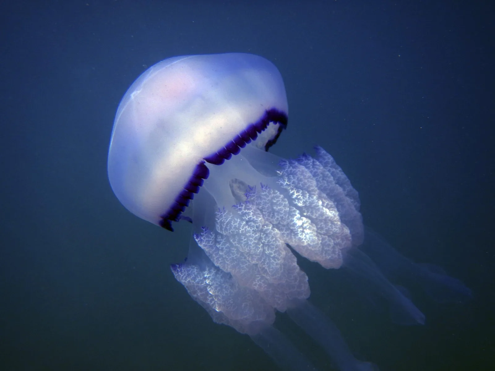 La verdad sobre usar orina para tratar picaduras de medusa en la playa