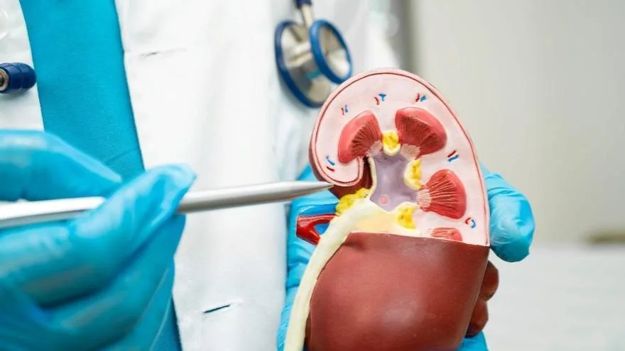 Las infecciones de orina: causas, síntomas y factores de riesgo según la medicina