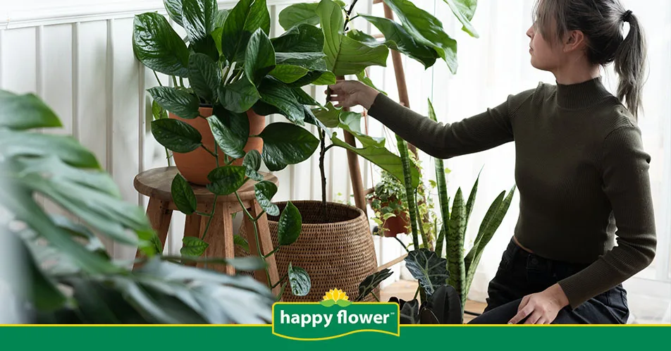 Lo que realmente implica cuidar plantas en casa más allá de la decoración