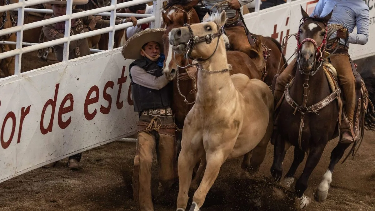 Los caballos detectan el miedo humano a través del olfato, confirma un estudio científico