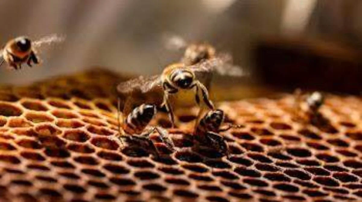 México impulsa la producción y conservación de abejas con programas internacionales