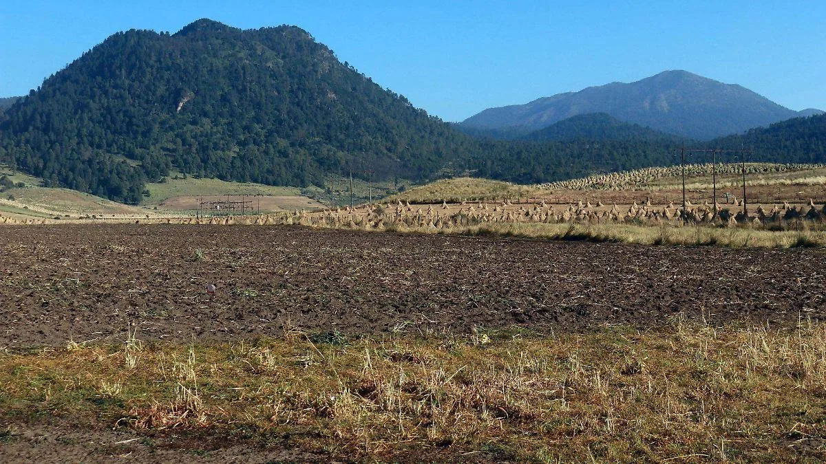 México impulsa un certificado para frenar la deforestación y proteger sus bosques