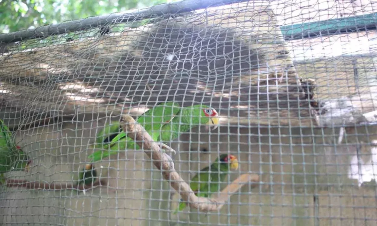 Pérdida de hábitat pone en riesgo a aves endémicas en el norte de Quintana Roo