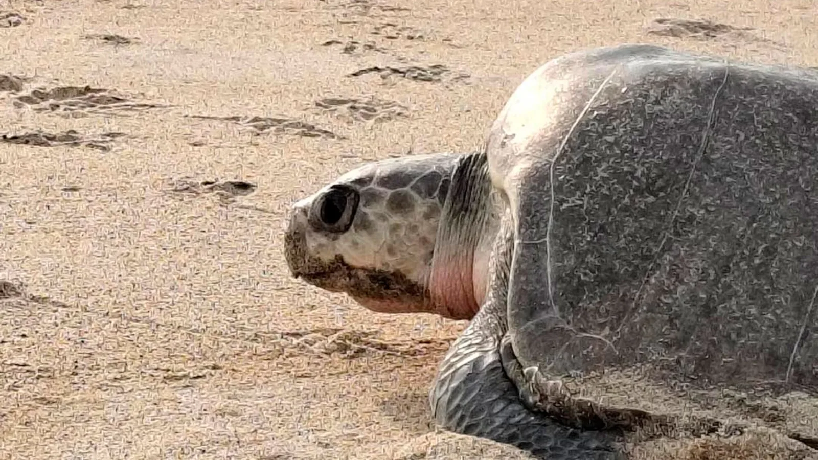 Playa Escobilla recibe más de 11 mil tortugas golfina en su arribo masivo