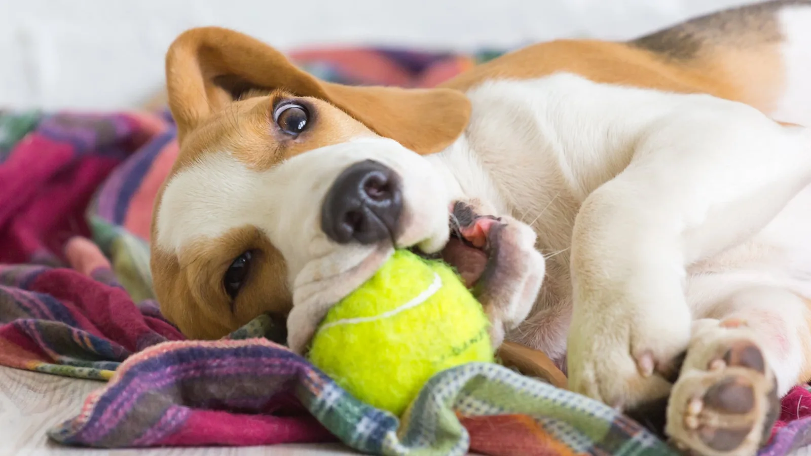 Qué significa cuando tu perro se frota contra el suelo, según un adiestrador canino