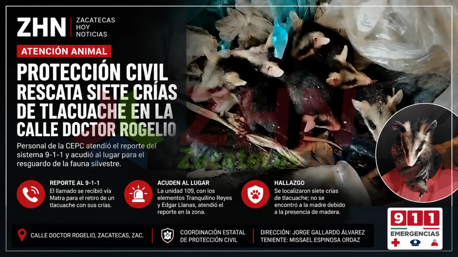 Rescatan siete crías de tlacuache tras reporte ciudadano en Zacatecas