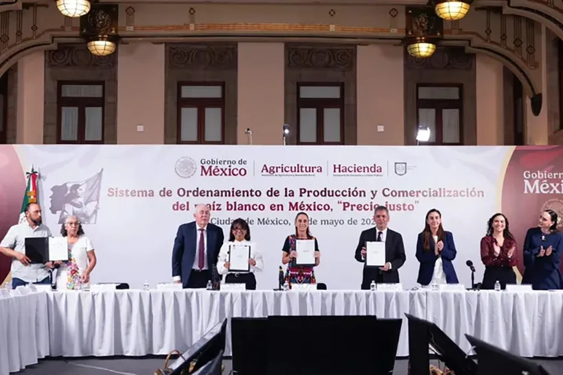 Sheinbaum impulsa sistema para regular la producción y comercialización del maíz blanco