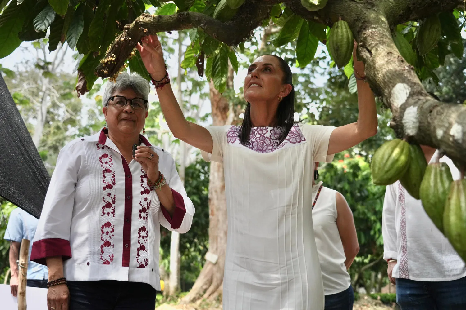 Sheinbaum reafirma unidad con el pueblo y AMLO mientras impulsa programa para cacao en Tabasco