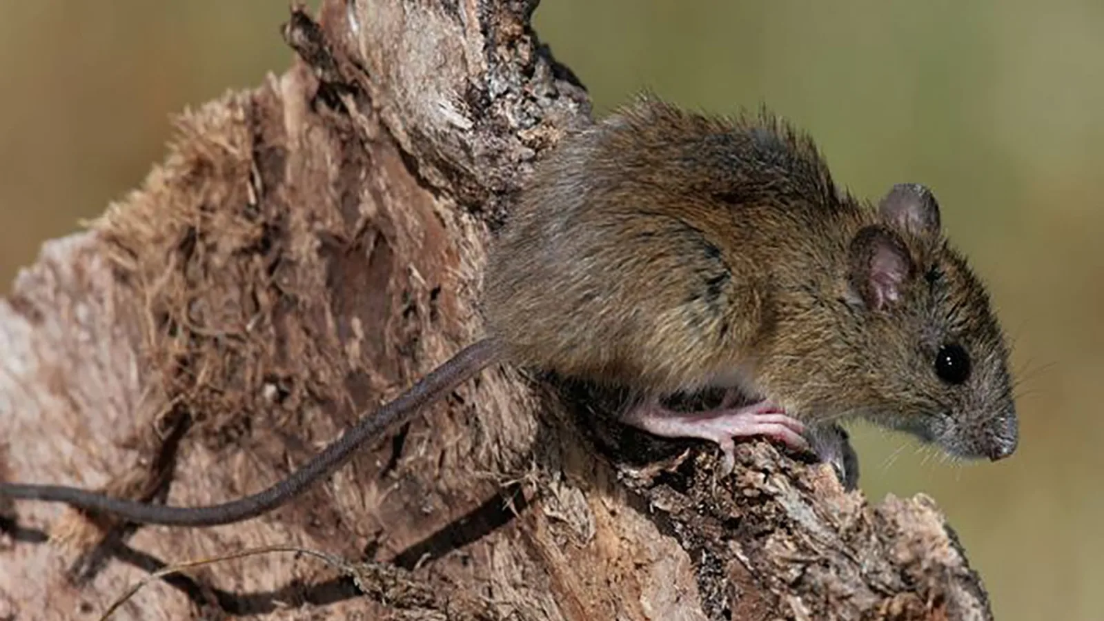 Tres muertos en crucero del Atlántico por presunto brote de hantavirus