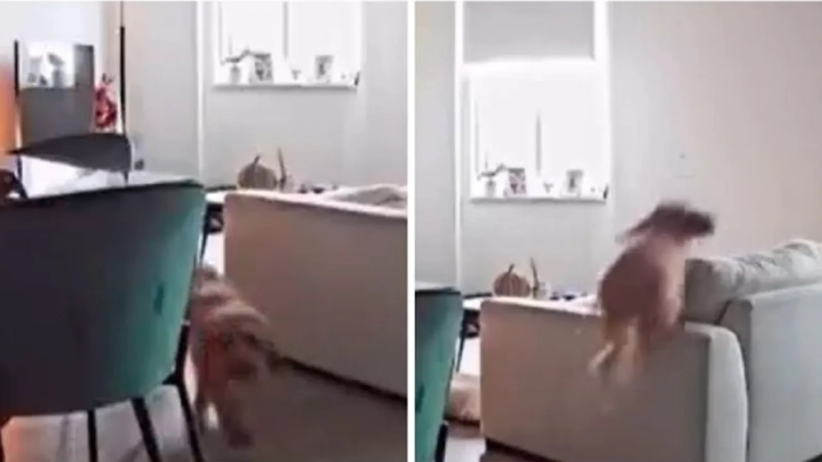 Viralizan salto espectacular de perro captado por cámara de seguridad en casa