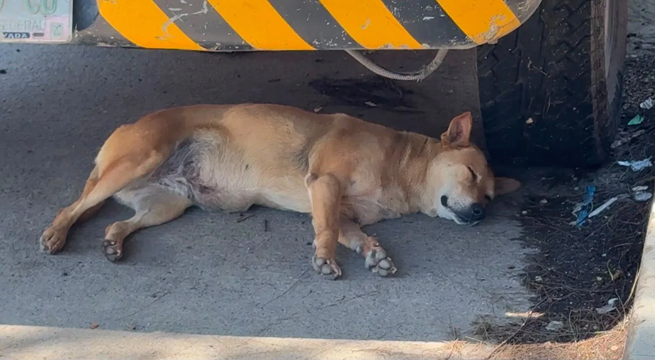 Alertan por aumento de casos de gusano barrenador que afecta a mascotas en Veracruz