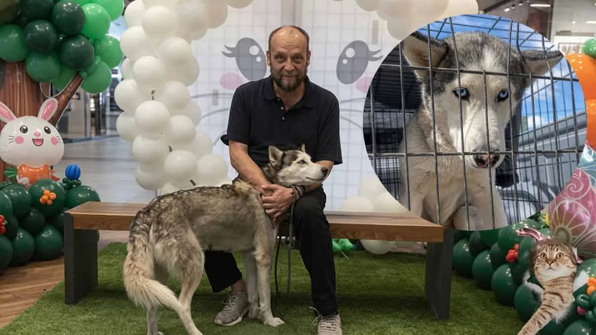 Campaña busca evitar sacrificio de perra Husky tras incidente con un niño en Chihuahua