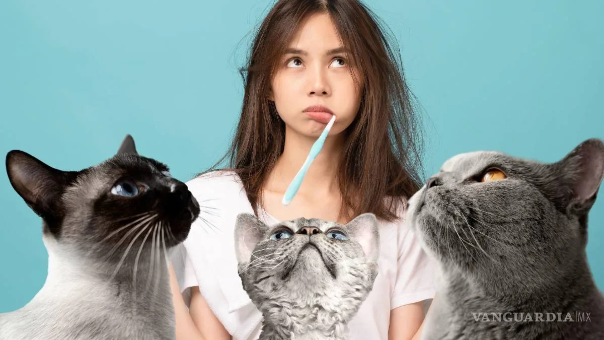 Cómo cuidar la salud bucal de tu gato con un cepillado adecuado