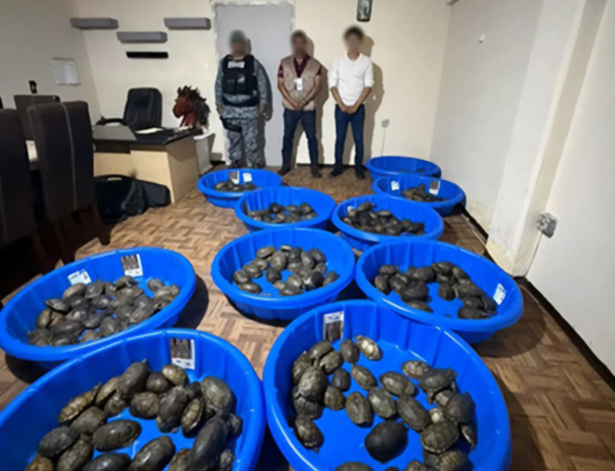 Confiscan en Tamaulipas 350 tortugas transportadas en condiciones precarias dentro de paquetes