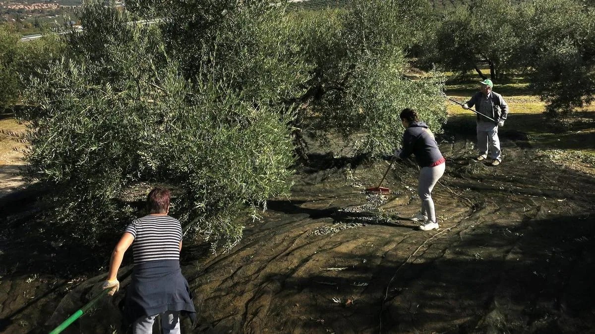 Crece el empleo de trabajadores extranjeros en Extremadura ante la escasez de mano de obra local