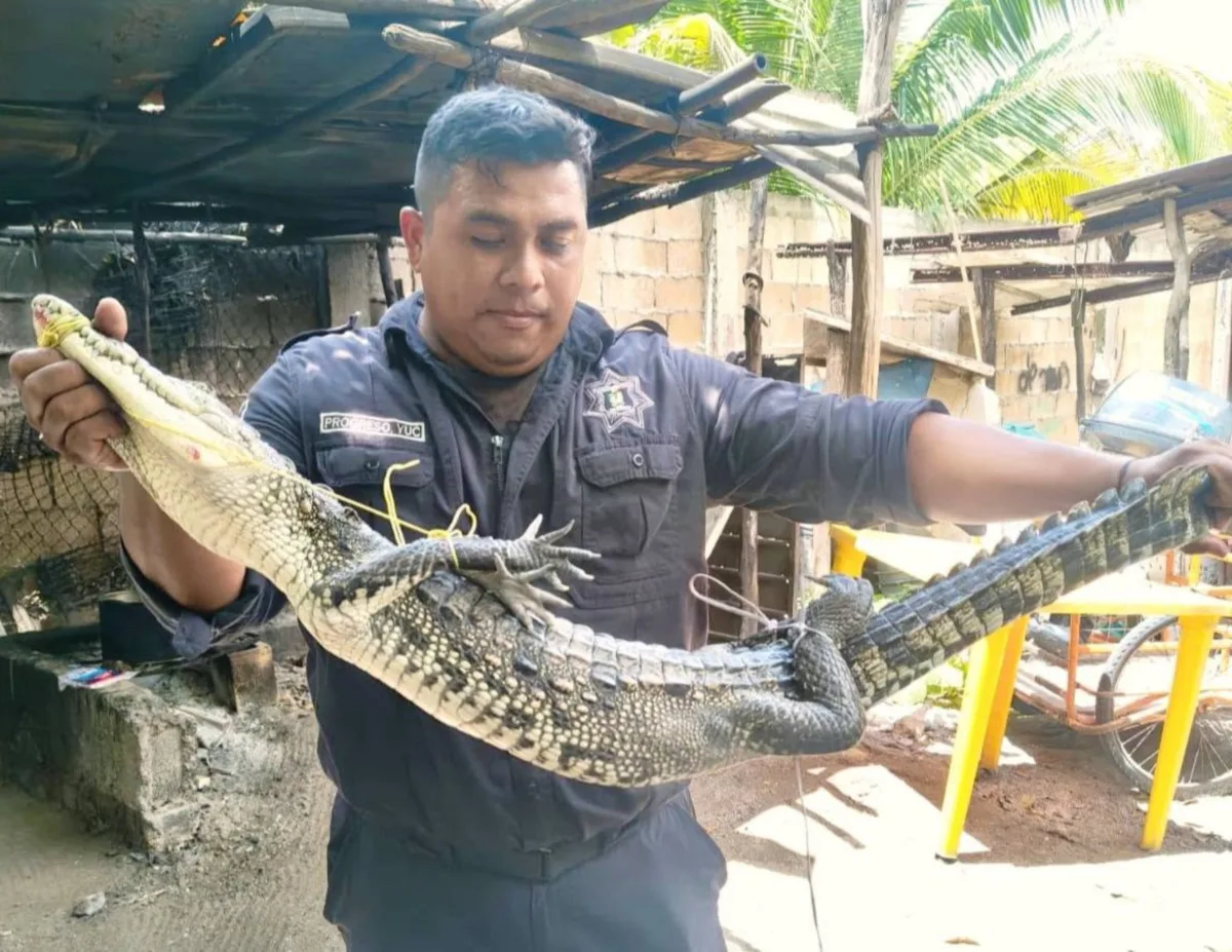 Crecen los avistamientos de cocodrilos en zonas urbanas de Progreso durante la temporada de lluvias