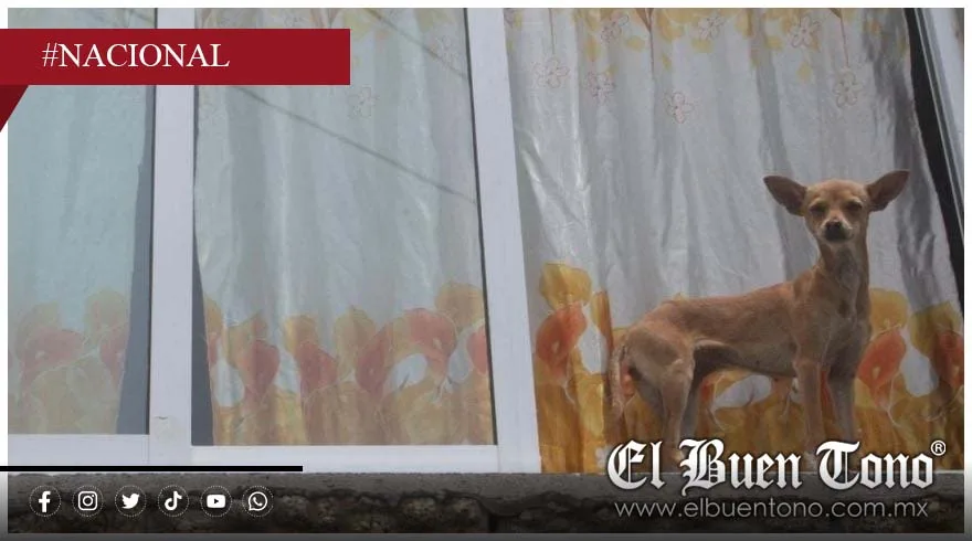 Denuncian agresión a perro en negocio de Boca del Río y generan indignación vecinal