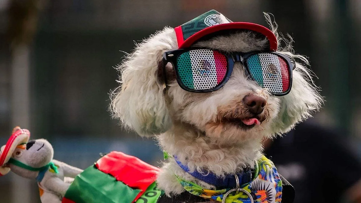 El impacto del Mundial en el bienestar de los perros durante los partidos