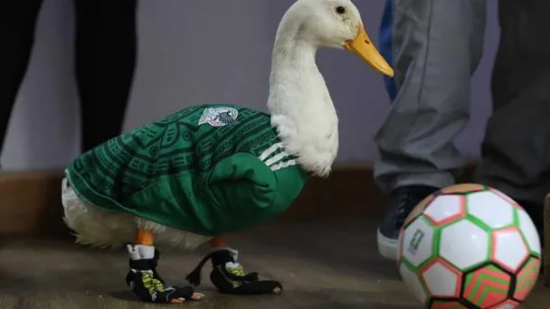 El IMPI otorga el registro oficial de la marca 'Pato Merlín' a su propietaria en México