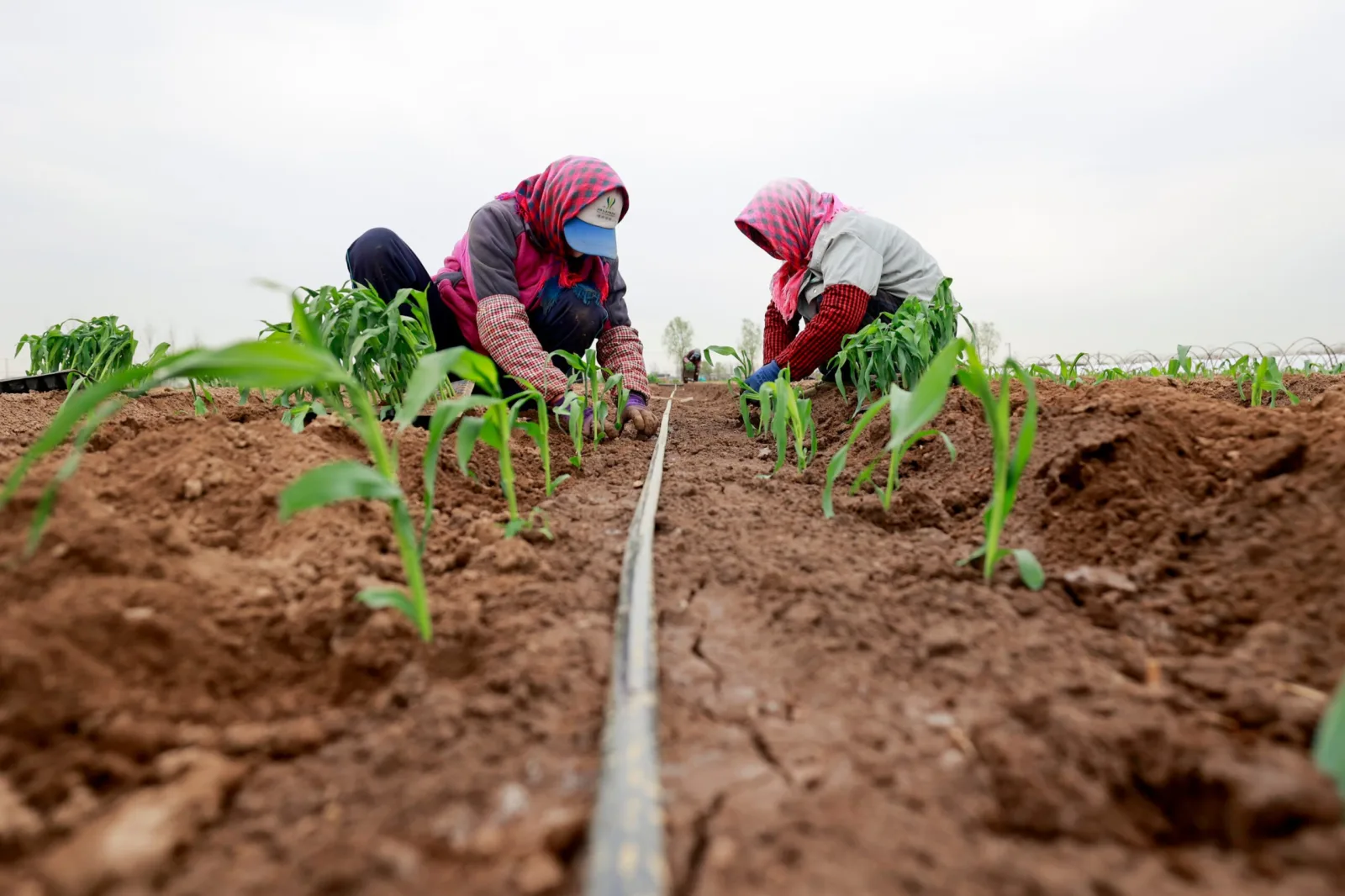 El Niño y conflictos geopolíticos ponen en riesgo la estabilidad de los mercados alimentarios mundiales