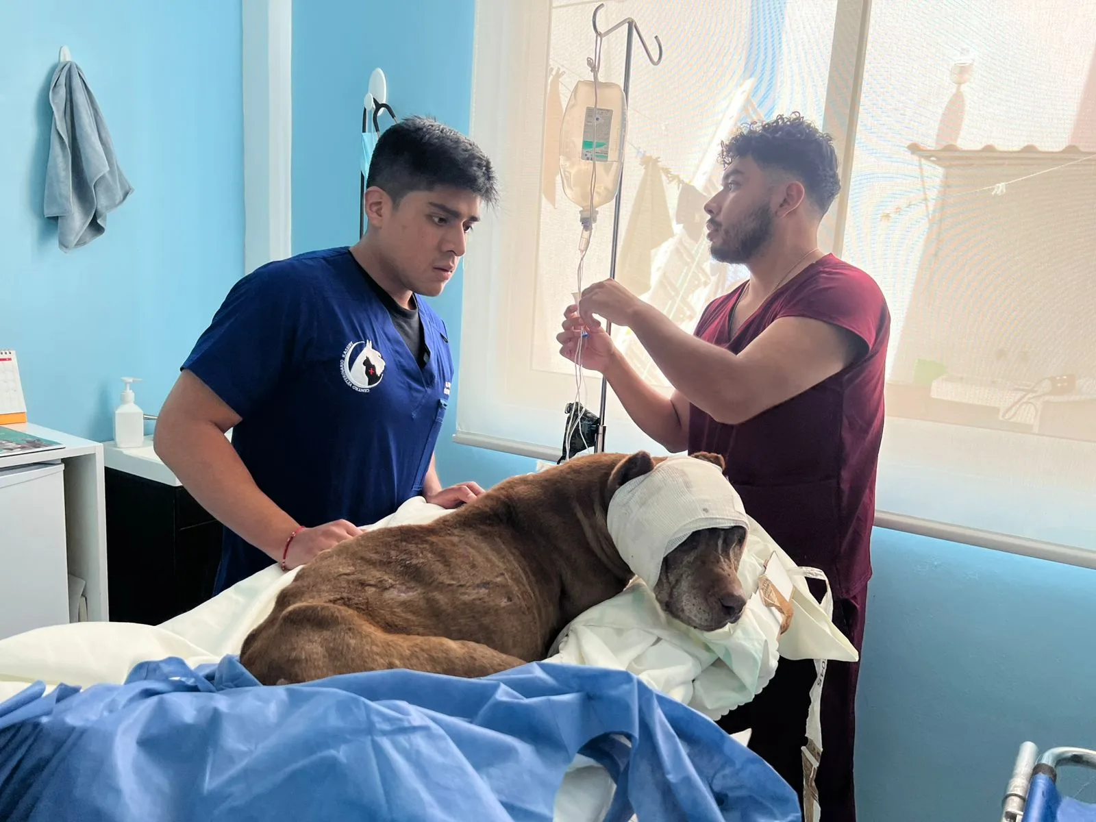 Fiscalía de Puebla investiga maltrato animal tras denuncia por perro herido en vía pública