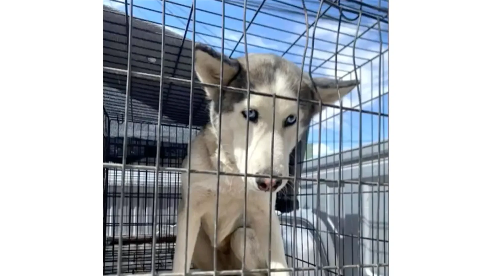 Husky asegurado tras morder a un menor en feria de Ciudad Juárez permanece en observación