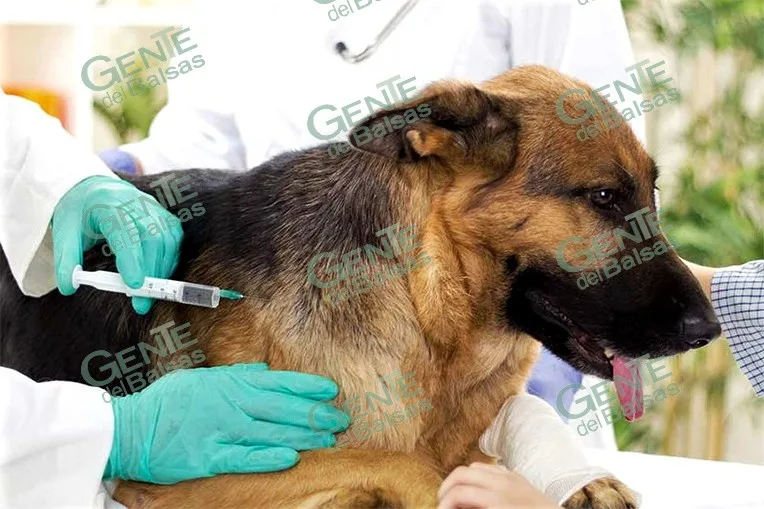 Intensifican vacunación antirrábica en Las Guacamayas para proteger a mascotas