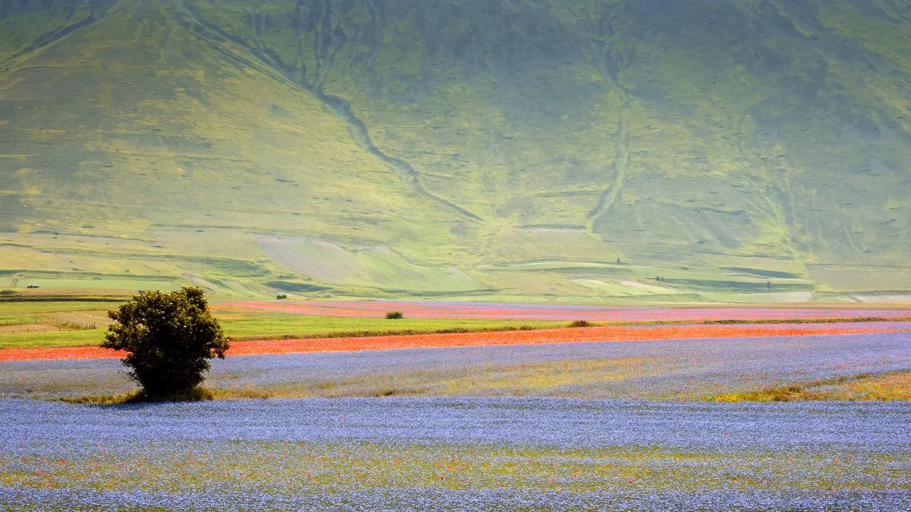 La floración de Castelluccio di Norcia, un espectáculo natural de colores únicos en Italia