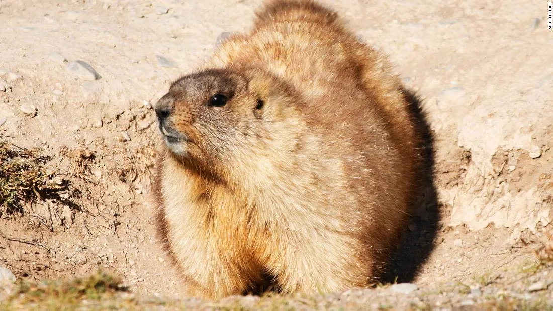 La primera peste surgió hace 5,500 años y se transmitió desde marmotas en Siberia