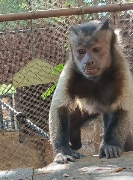 Mono capuchino fugó brevemente en el zoológico de Mérida y fue recuperado sin incidentes
